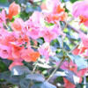 jacestopher_01